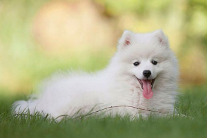 Малку бели кучиња - топ 6 раси